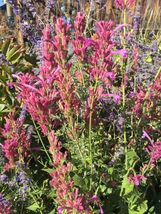 100 seeds Agastache Pink Perennial Organic From US - $10.00