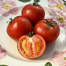 VP 50 Seeds Manitoba Tomato Tomatoe Vegetable Garden Edible Canning - £3.65 GBP