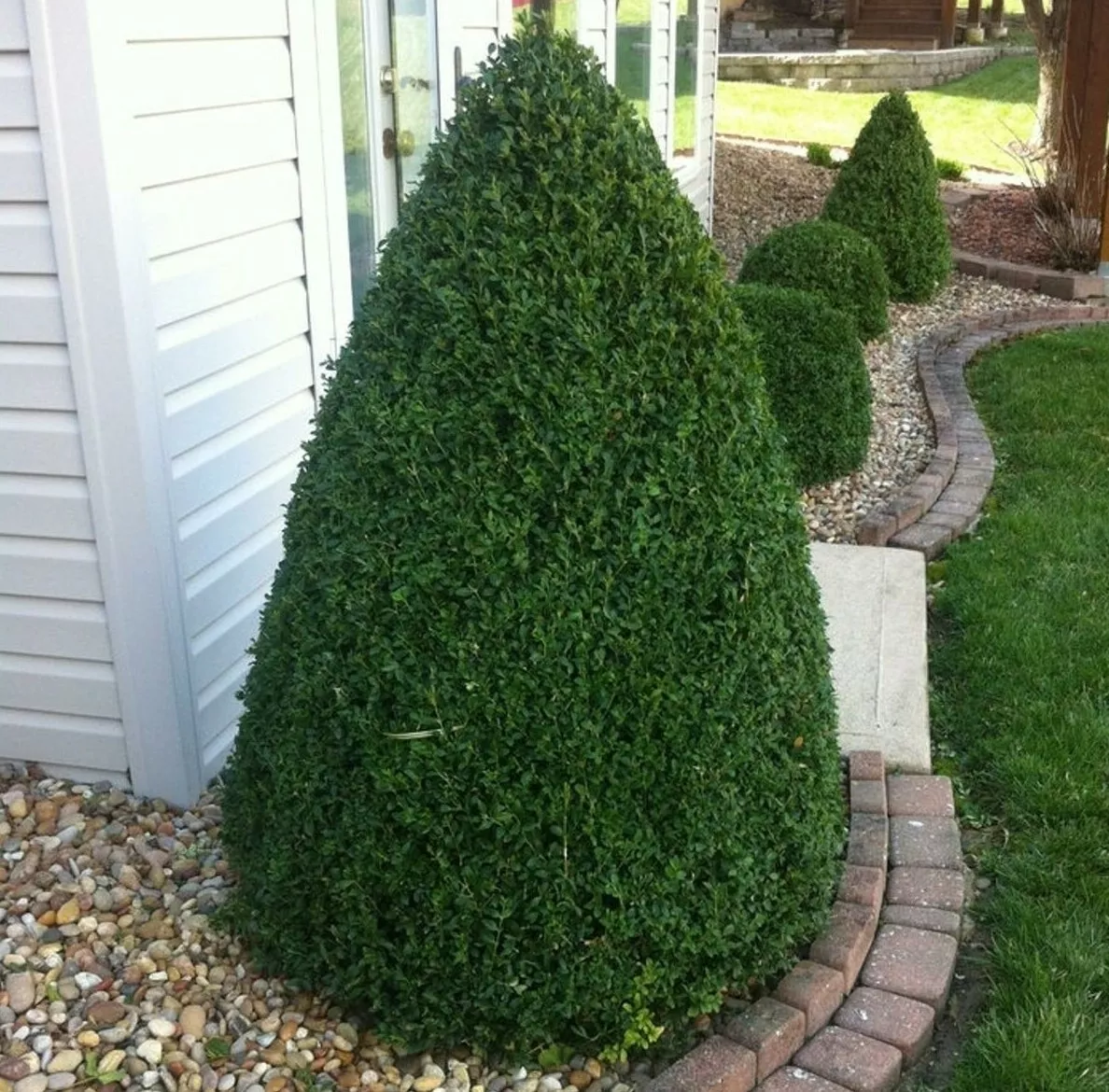 2 Green Mountain Boxwood Shrubs/Bushes-live Plants 6-12&quot; Tall Quarts - $81.75