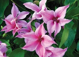 Duchess of Albany Clematis 20 seeds - $9.98