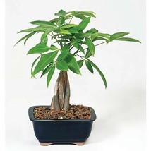 Money Tree, Pachira aquatica, water chestnut, very large bonsai plant, Perfect H - £25.46 GBP