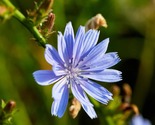 1000+ Chicory Herb Seeds | Perennial Blue Flower &amp; Coffee Alternative - $15.04