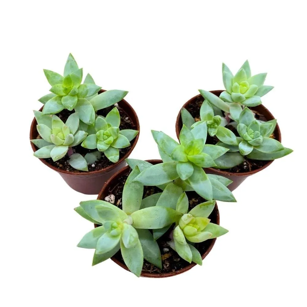 Greene&#39;s liveforever 2 in Set of 3 Dudleya greenei Stonecrop Succulent T... - £31.30 GBP