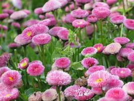 Sale 100 Seeds Pink English Daisy Bellis Perennis Flower  USA - £7.79 GBP