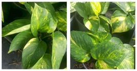 Houseplant Golden Pothos Devil&#39;s Ivy 6 Leaves per 4&quot; Pot~Indoors/Outdoors - £16.77 GBP