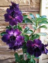 VP Purple Desert Rose Adenium Flower Perennial Flowers 4 Seeds - £6.37 GBP