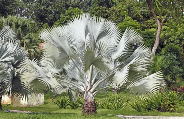 5 Silver Saw Palmetto Serenoa Repens Dwarf Palm Tree Shrub Edible Fruit ... - $14.00