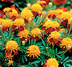 Mixed Marigold Seeds Tiger Eyes French Marigolds Seeds 100Ct - $7.99