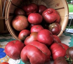 100 seeds Organic Heirloom Cherokee Purple Solanum Llycopersium Tomato Seeds - £7.99 GBP