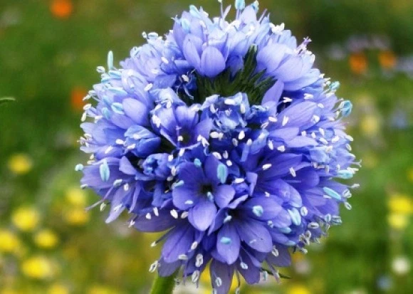 GLOBE GILIA SEEDS BLUE 100 FRESH SEEDS  - €1,59 EUR