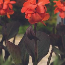 Happy Wilma Canna Lily Dark Leaves Coral To Orange Flowers Large Bulbs L... - $80.00