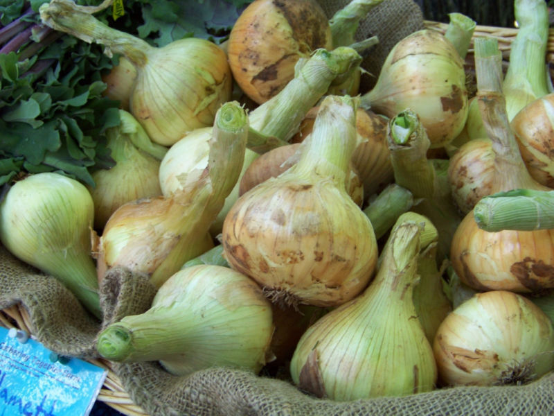 240 Seeds Onion Sweet Spanish Yellow Fresh Seeds Fast Shipping - $8.79
