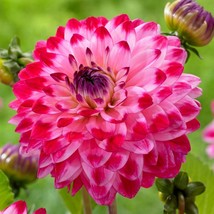 25 Seniors Dream Dahlia Perennial Flowers Seeds Flowering Bloom Fresh Ga... - $8.98