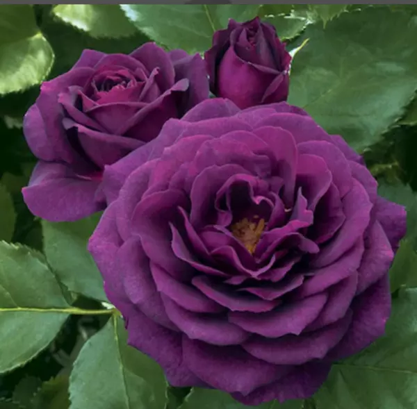 New Fresh Deep Purple Rose Seeds Perennial Large Blooms 10 Seeds - £9.04 GBP
