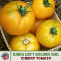  Djena Lee&#39;s Golden Girl Tomato Seeds, Heirloom, Non-GMO, Genuine USA 10... - £9.01 GBP