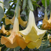 US Seller Brugmansia Aurea Orange Glory Angel Trumpet 10 Seeds Fast Shipping - $14.12