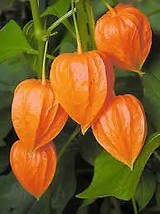 Fresh Chinese Lantern Seeds Physalis Franchetii 30 Seeds US Seller - £13.44 GBP