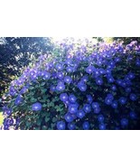 SRN Morning Glory Seed Heavenly Blue 500 Seeds Crisp Blue Morning Glorie... - $37.39 CAD