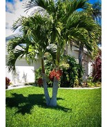 Christmas Palm Tree Seeds - £6.28 GBP