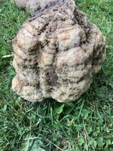 15  Lb + Indiana Geode  Crystals , minerals,fossil   Intact Jewelry Lapi... - £81.07 GBP