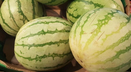 50 Chris Cross Watermelon Seeds For Garden Planting    From US - £8.28 GBP