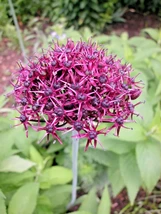 Allium ATROPURPUREUM 6 Dark Purple GARLIC Edible Culinary Herb Live Plan... - $27.00