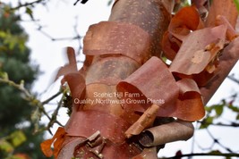1 Acer griseum- 30-36 in Paperbark Maple-Reddish/Brown Peeling Bark -Potted Tree - £36.76 GBP