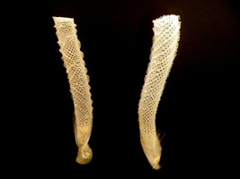 Venus flower basket glass sponge nature natural curios curiosities ocean... - $35.00