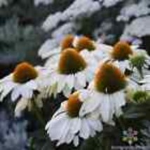 200+ White Swan Coneflower Rudbeckia Seeds - £6.95 GBP