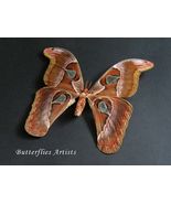 Real Lorquin&#39;s Cobra Moth Attacus Lorquinii Female XL Framed Entomology ... - $118.99