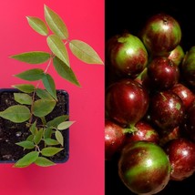 Escarlate Hybrid Jabotica Plinia Scarlet Brazilian Grape Fruit Tree Plant - £18.92 GBP