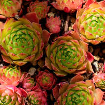 Sempervivum Hybridum Hen and Chicks Hardy Perennial Succulent 100 PCS Seeds - £18.93 GBP