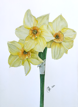 Pencil Drawing of a Daffodil - Digital Print - £11.56 GBP