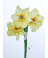 Pencil Drawing of a Daffodil - Digital Print - $15.00