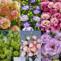 100 pcs Mixed Eustoma Grandiflorum Bulbs Outdoor Flower Seeds Garden Dec... - $4.99