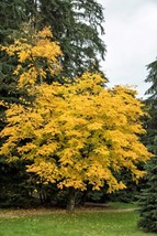 10 Yellow Ash Tree Kentucky Yellowwood White Flr Cladrastis Lutea Kentukea Seeds - $8.35