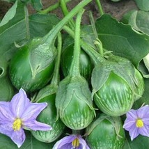 Thai Round Eggplant Seeds Fresh Garden - £8.73 GBP