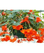 45 Begonia Seeds Illumination Orange Pelleted Seeds flower seeds- Outdoor Living - $56.99