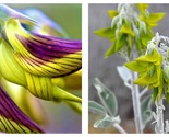 20 Seeds Crotalaria Cunninghamii Garden - $54.93