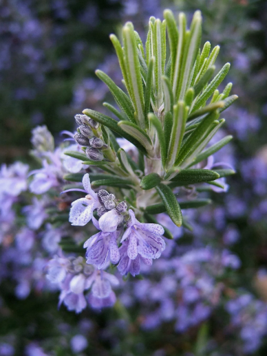 VC 50 Seeds Rosemary Seeds, Nongmo, Heirloom, Variety Sizes, Anthos Ship... - $7.99