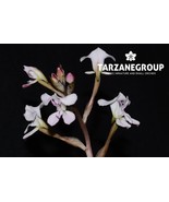 DISA SAGITTALIS SOUTH AFRICAN TERRESTRIAL ORCHID POTTED - $65.00