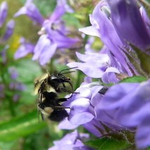 US Seller 500 Great Blue Lobelia Lobelia Siphilitica Flower Seeds Fast Shipping - £10.94 GBP