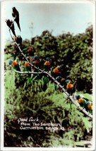 Rainbow Lorikeets On A Branch At Sanctuary Currumbin Beach Australia Postcard - £7.00 GBP