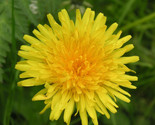 Dandelion Seeds 100 True Herb Garden Perennial Culinary Teas Fast Shipping - $8.99