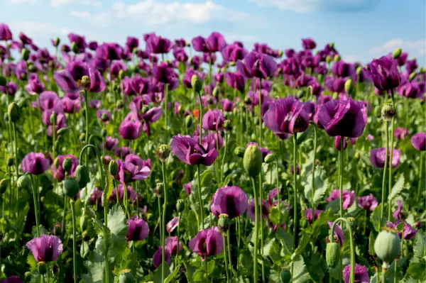 500 Lauren&#39;S Grape Poppy Purple Papaver Bicolor Flower Seeds Fresh Garden - £6.72 GBP