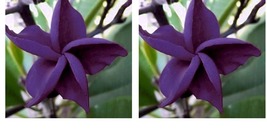 Dark Purple Plumeria 5 Seeds Plants Flower Lei Hawaiian Perennial Flowers - £17.63 GBP