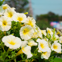 Sunrise Cascading Trails&#39; Yellow Petunia Hybrid - 200 Seeds  - $6.51