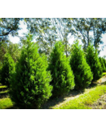 10 Well Rooted Leyland Cypress 6-12&quot; in a 2.5&quot; Pot - $117.96