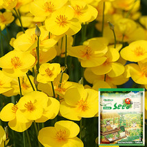 Fresh 200 Seeds Eschscholzia Californica Yellow - $6.22