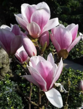 Heirloom Taizhou Pink Yulan Magnolia Big Blooming Fragrant Shrub 10 Seeds - £9.34 GBP